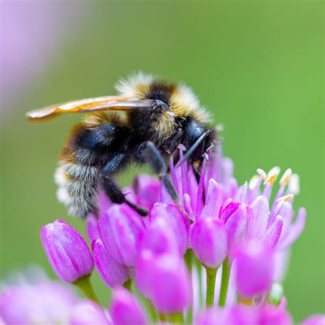 Bumblebee Lunch License Download Or Print For £2000 Photos Picfair