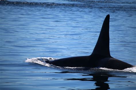 Vancouver Island Whale Watching Orcas Best Time Tips And Season