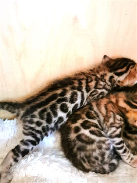 Bengal Kitten Katze Treuenbrietzen Pflügkuff Haustier Anzeiger