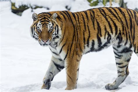 Обои хищник кошка зима снег амурский тигр тигр на рабочий стол