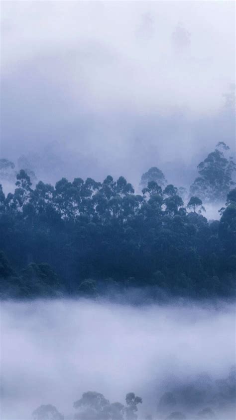 Wallpaper Forest Mist Munnar Kerala Bing Microsoft 5k Os 23149
