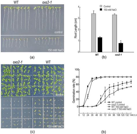 Phenotyping Analysis Of Oxs And Wild Type Plants Without Or With