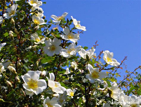 Karen S Nature Photography Blooming Bush Of White Dog Rose