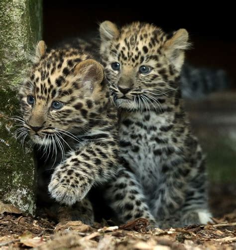 Baby Leopards Step Outside For The First Time Picture Cutest Baby