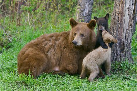 Cinnamon Black Bear Cubs Wrestling By Their Mother Paul Burwell