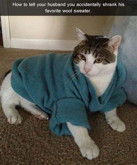 Funny Cat Wearing A Sweater Dump A Day