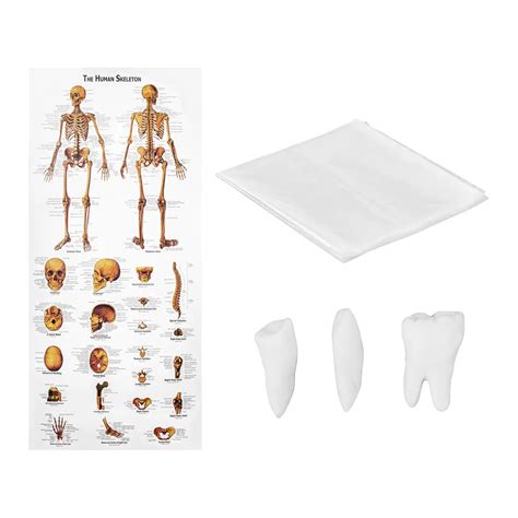 Anatomical Model Of The Human Skeleton 176 Cm Anatomical Poster