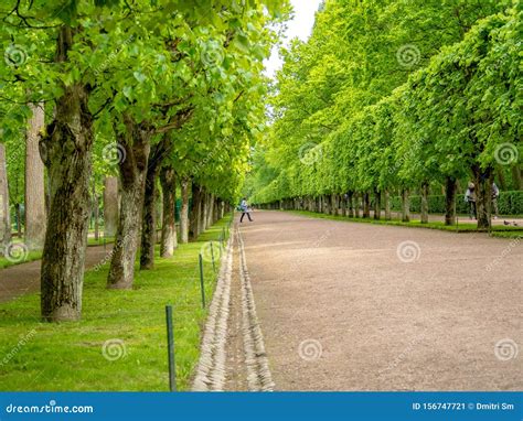 Green Alley With Trees Stock Image Image Of Outdoors 156747721