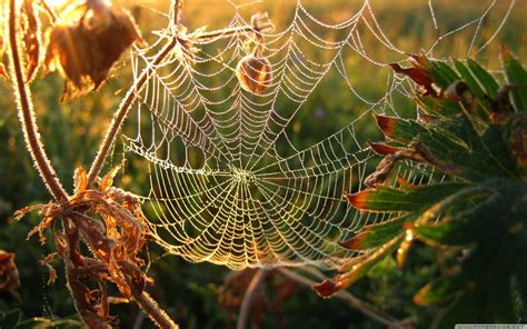 Spider Web Wallpapers Wallpaper Cave