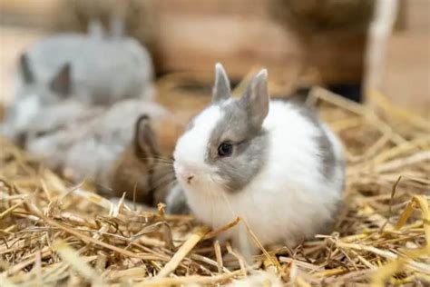 How To Care For A Netherland Dwarf Rabbit Simplyrabbits Rabbit Care