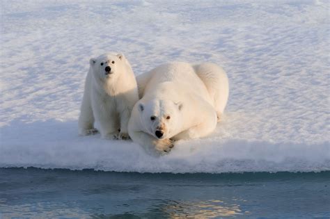 Canadian Arctic Holidays Arctic Canada Discover The World