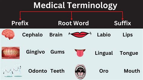 Common Medical Terms Medical Terminology Prefix Suffix Root