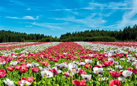Hình ảnh Phong Cảnh Thực Vật Cánh đồng đồng Cỏ Tulip Đỏ Hoa Dại