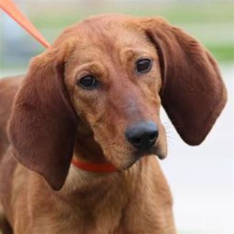 Meet Buck A Wonderful Male Redbone Coonhound Dog Needing A Forever Home