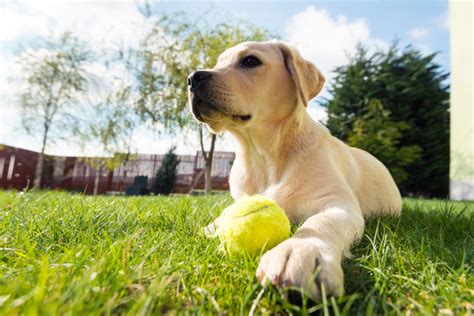 Labrador Retriever Dog Breed Information Pictures