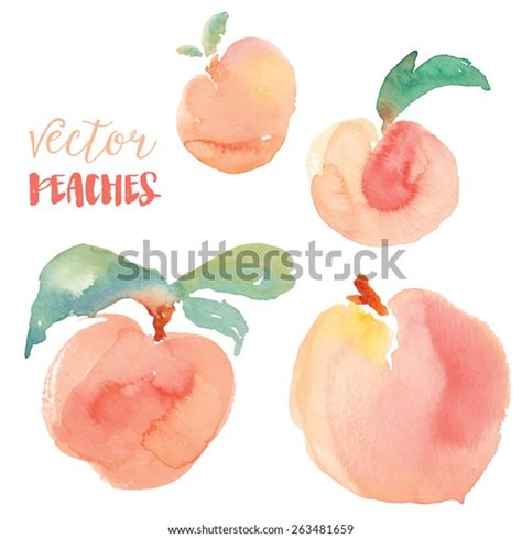Vector Watercolor Peaches Fruit Stock Vector Royalty Free 263481659