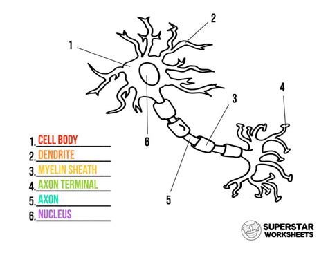 Functions of the nervous system. Neuron Cell Worksheets - Superstar Worksheets