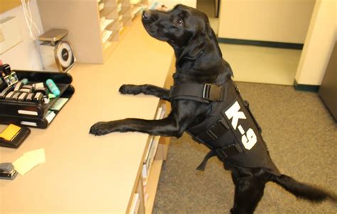 k 9 officer boomer of the whitewater police department receives ballistic vest through grant