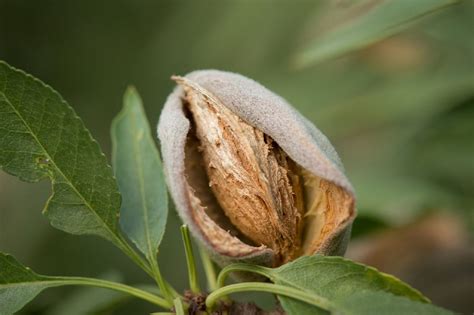 How Do Almonds Grow Step By Step Instructions For Growing Almonds