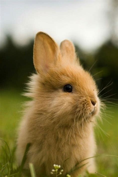 اجمل ارنب