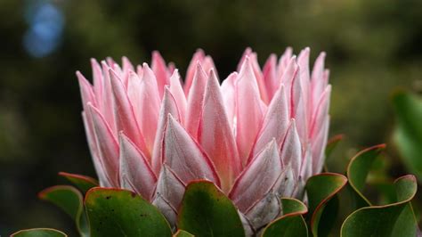 The protea garden displays plants from the remarkably diverse protea family (proteaceae): 5 cuidados essenciais que todas as próteas gostam- conheça-os!