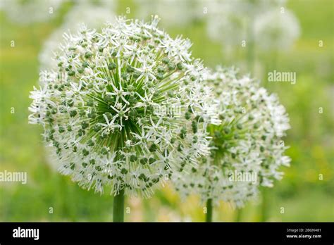 Flower Allium Nutans White Onions Stock Photo Alamy