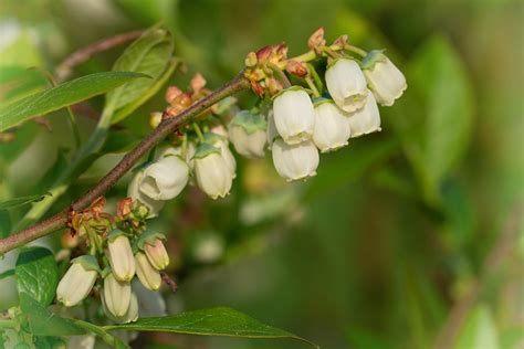 Growing Blueberries Best Varieties Planting Guide Care Problems