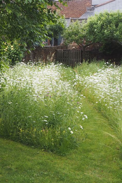 How To Create A Beautiful Mini Meadow Garden The Middle Sized Garden