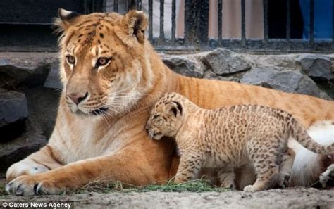 Cute Liger Cubs That Will Grow Into Biggest Cats In The World Daily