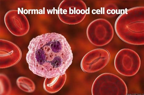 Normal White Blood Cell Count Solsarin