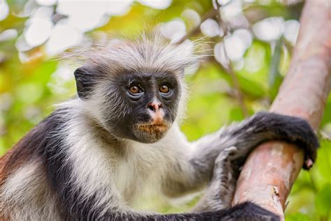 Speedbumps Help Protect Endangered Red Colobus Monkeys