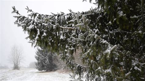 Snowfall On A Tree Hd Chromecast Screensaver Youtube