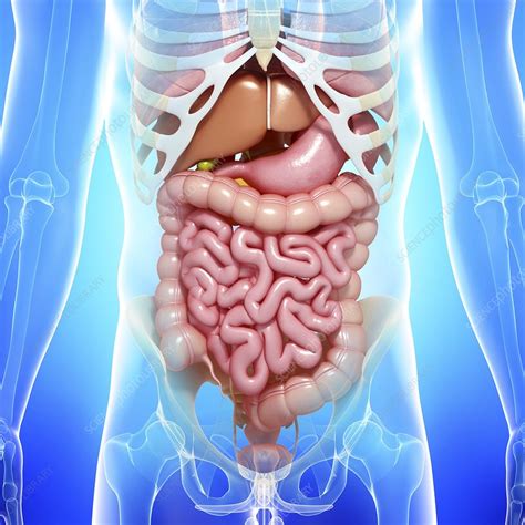 Healthy Digestive System Artwork Stock Image F Science Photo Library