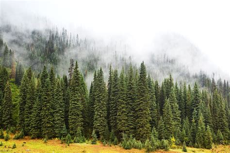 Foggy Evergreen Forest In The Canadian Rockies British Columbia