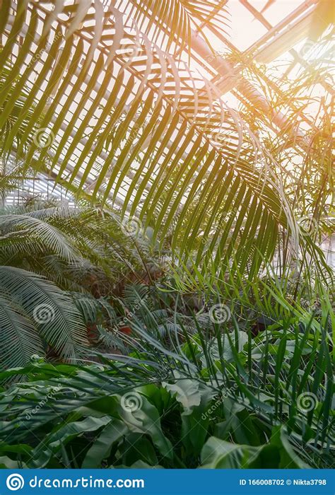 Seedling Of Ferns And Palm Trees Growing In The Greenhouse Stock Photo