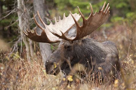 Moose Full Hd Wallpaper And Background Image 2048x1365 Id406934