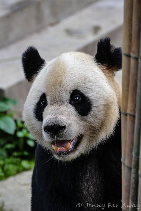 Bifengxia Visiting The Other Panda Research Base In Sichuan Province