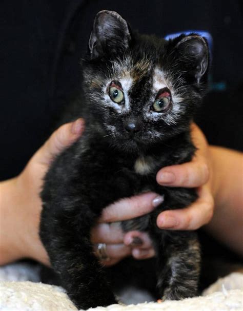 Severely Burned Kitten Rescued From Fire After Neighbor Sees Paws Poking Out From Under A Shed
