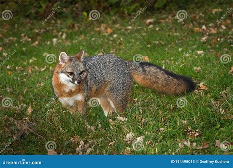 Grey Fox Urocyon Cinereoargenteus Looks Back In Grass Stock Image