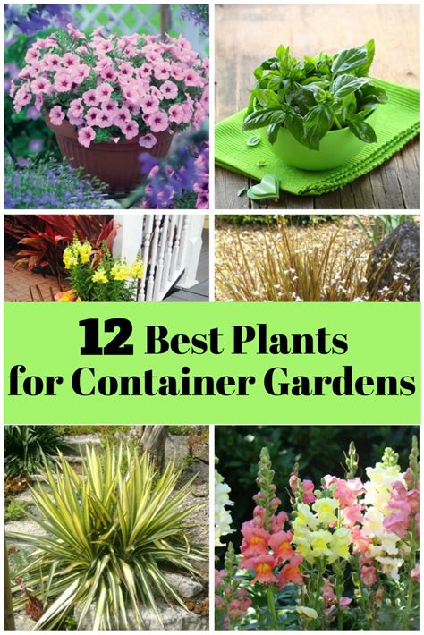 12 Best Plants For Container Gardens The Budget Diet