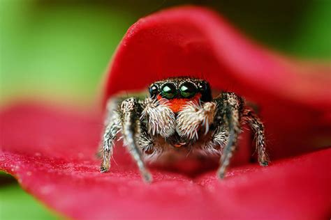20 Best Examples Of Macro Photography Creativeoverflow