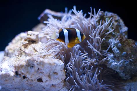 Free Stock Photo 7396 Anemonefish With A Sea Anemone