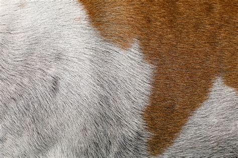 Close Up Brown And White Dog Skin For Texture And Pattern Stock Photo
