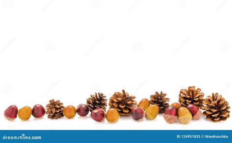 Many Pine Cones And Acorns Stock Image Image Of Acorn 124951835