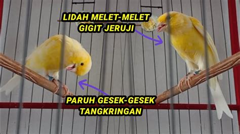 Cara Cepat Mengobati Sariawan Atau Goham Gom Pada Burung Kenari Lengkap