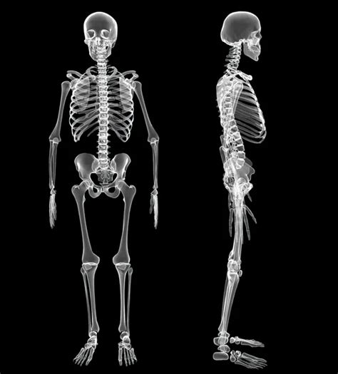 Male Human Skeleton Two Views Stock Photo By ©abidal 27980721