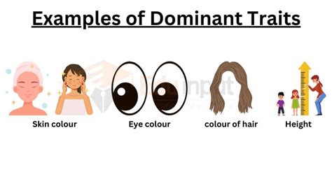 Dominant Traits Definition And Examples