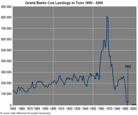 Collapse Of The Grand Banks Cod Fishery Uk