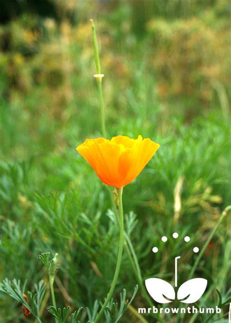Saving California Poppy Seeds Mrbrownthumb