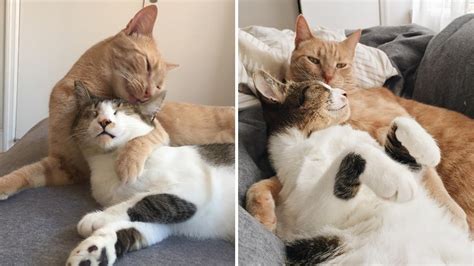 these two rescued cats just can t stop hugging each other youtube